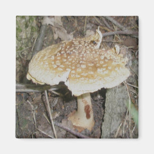 Aimant de champignon de point de polka