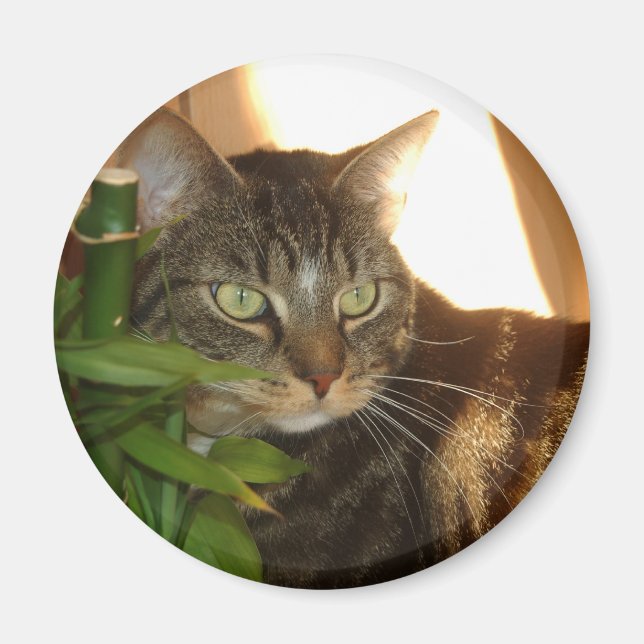 Aimant de chat (Devant)