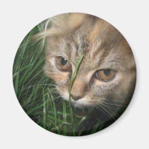 Aimant de chat