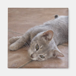 Aimant de chat