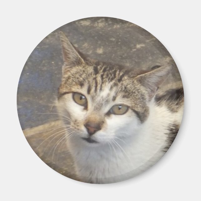 Aimant de chat (Devant)