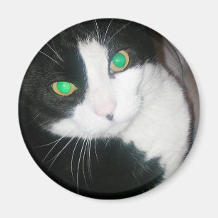 Aimant de chat