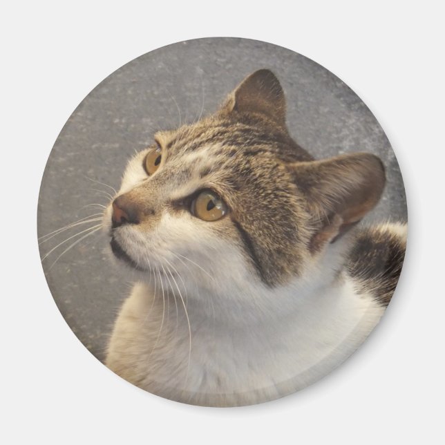 Aimant de chat (Devant)