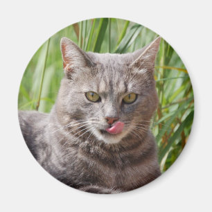 Aimant de chat affamé