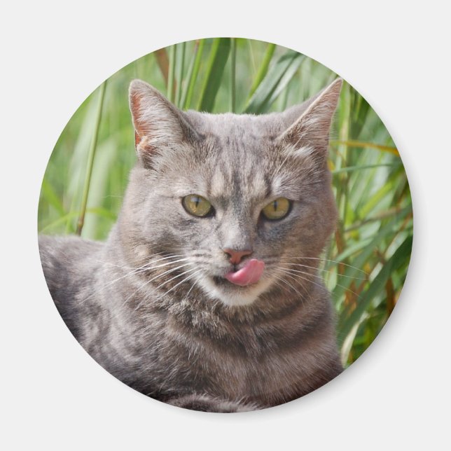 Aimant de chat affamé (Devant)