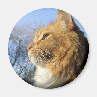 Aimant de chat bleu ciel