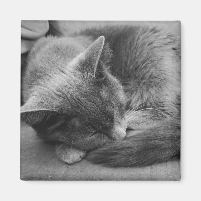 Aimant de chat couché (Devant)