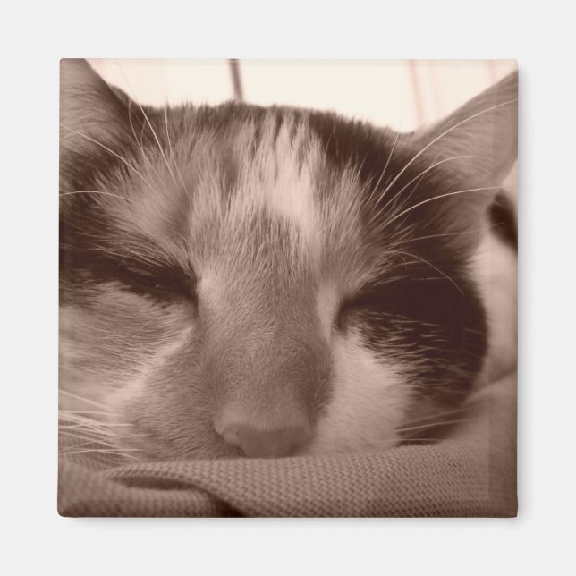 Aimant de chat de Calico (Devant)