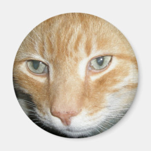 Aimant de chat de délivrance