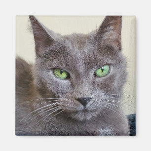 Aimant de chat gris