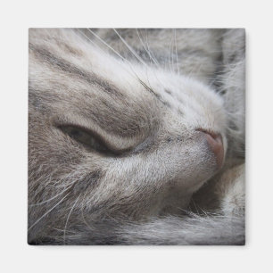 Aimant de chat gris