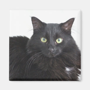Aimant de chat noir