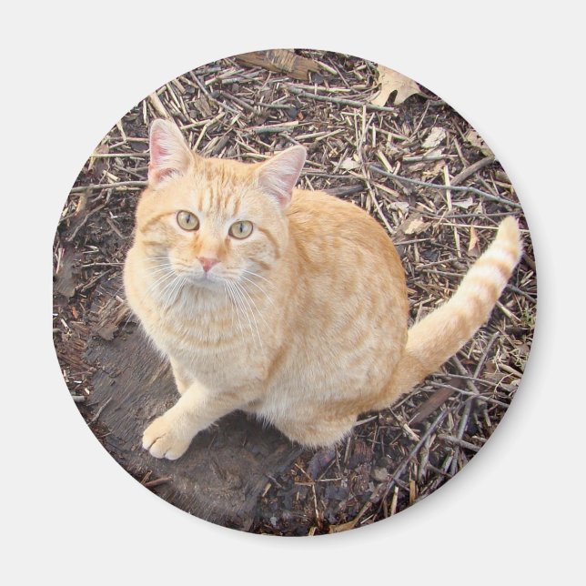 Aimant de chat orange (Devant)