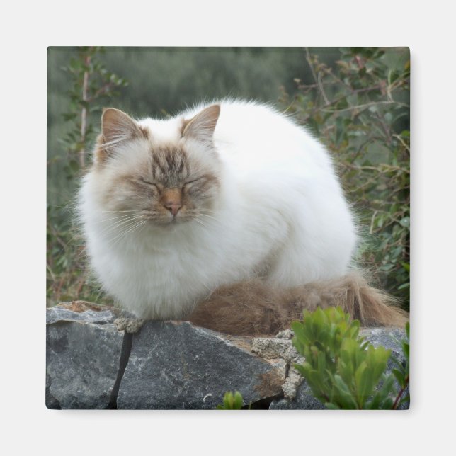 Aimant de chat pedigree aux cheveux longs (Devant)