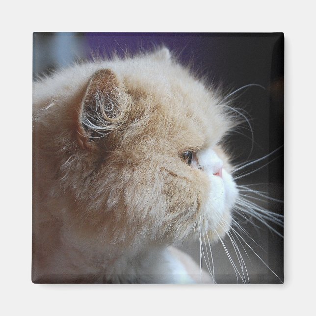 Aimant de chat perse purr (Devant)