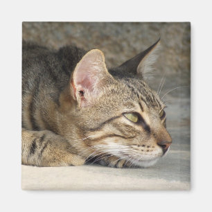 Aimant de chat réfléchi