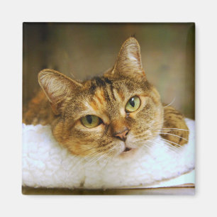 Aimant de chat Tabby doux