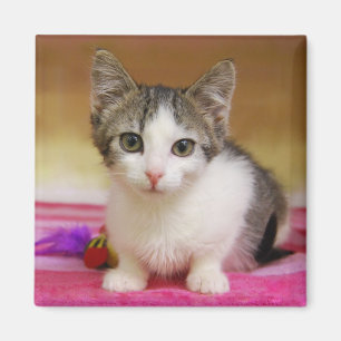 Aimant de chaton doux