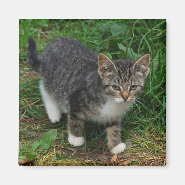 Aimant de chaton trié de tigre (Devant)