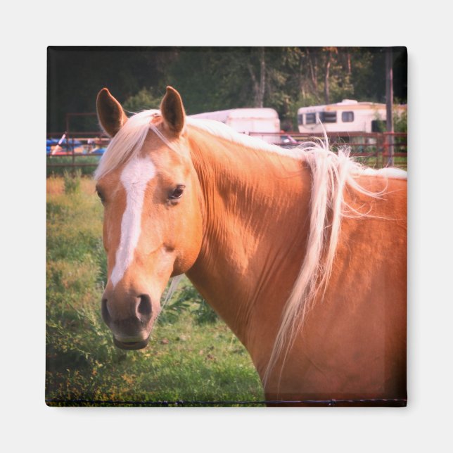 Aimant de cheval (Devant)