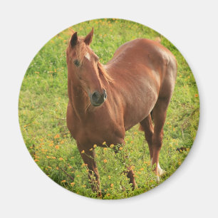 Aimant de cheval