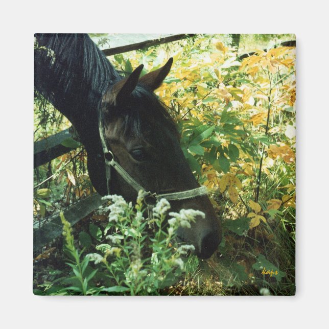 Aimant de cheval (Devant)