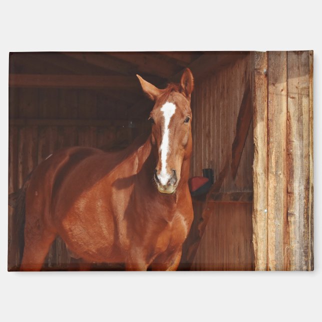 aimant de cheval de grange (Recto)