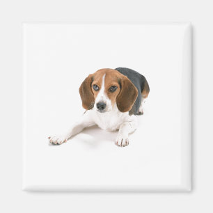 Aimant de chien beagle