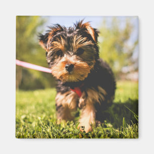 Aimant de chien mignon 5