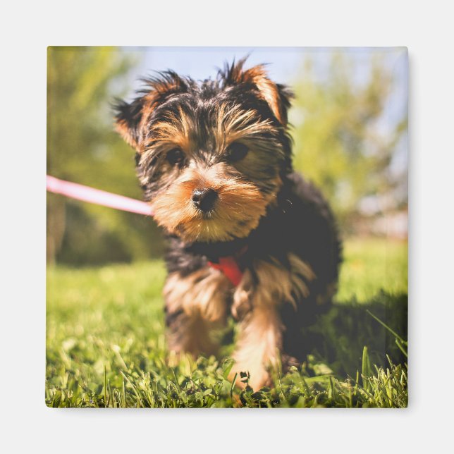 Aimant de chien mignon 5 (Devant)
