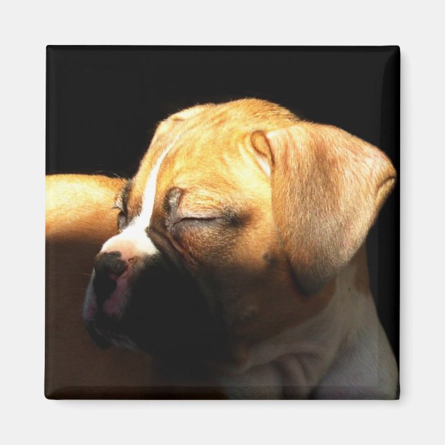 Aimant de chiot de boxe dormant (Devant)