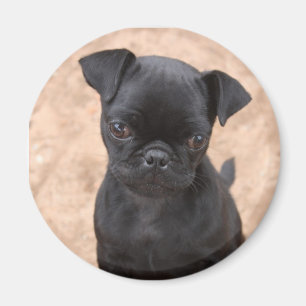 Aimant de chiot de carlin