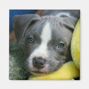 Aimant de chiot de Terrier de pitbull - "Mikey "