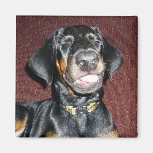 Aimant de chiot Doberman Pinscher souriant (Devant)