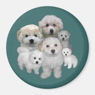 Aimant de chiots de Bichon Frise