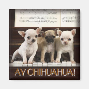Aimant de chiwawa