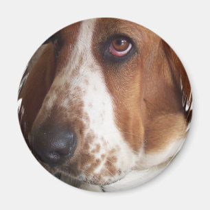 Aimant de circulaire de chien de Basset Hound