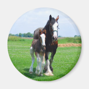 Aimant de Clydesdale et de pouliche