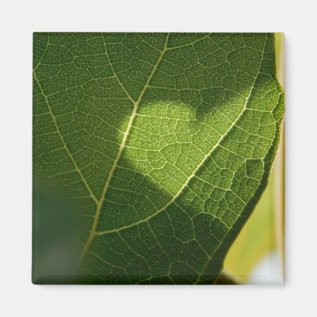 Aimant de cœur de feuille ensoleillée (Devant)