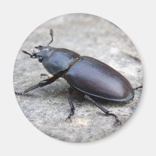 Aimant de coléoptère de stade
