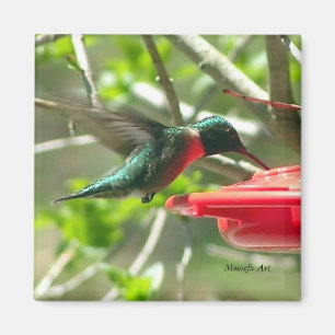Aimant de colibri