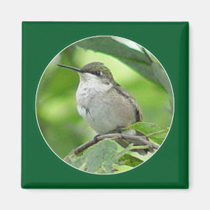 Aimant de colibri