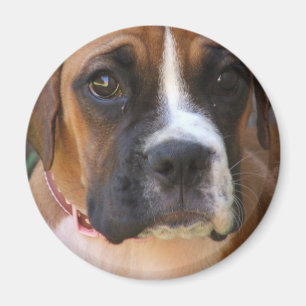 Aimant de conception de chien de boxeur