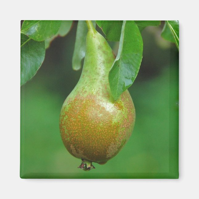 Aimant de conférence de poire (Devant)