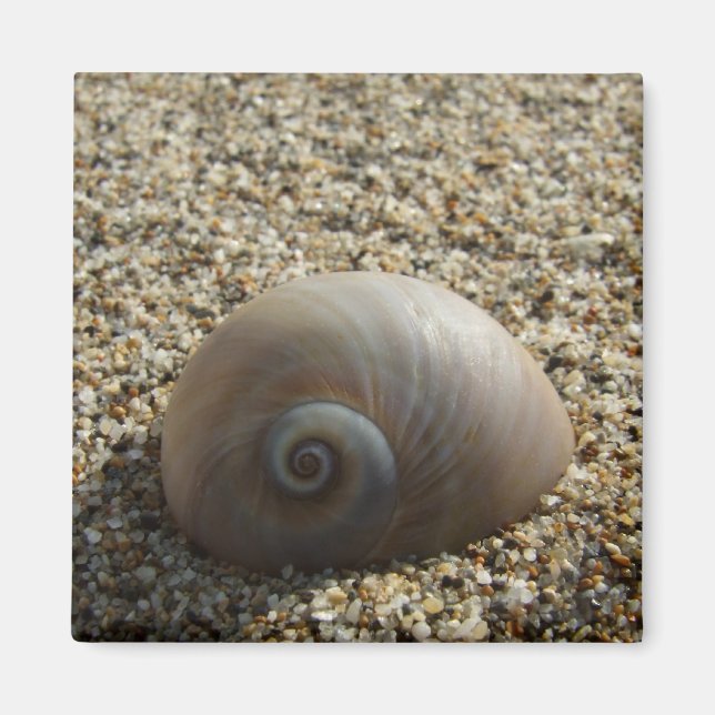 Aimant de coque de mer (Devant)