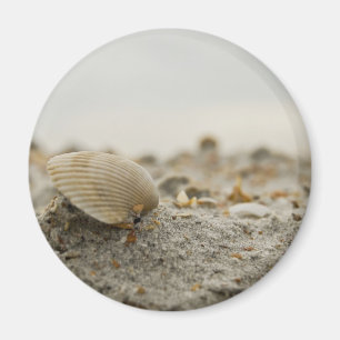 Aimant de coquillage