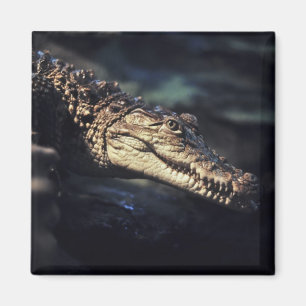 Aimant de crocodile de caïman