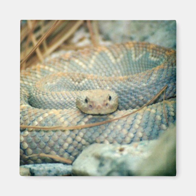 Aimant de crotale (Devant)