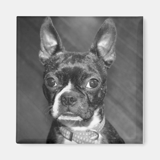Aimant de Cute Boston Terrier (Devant)