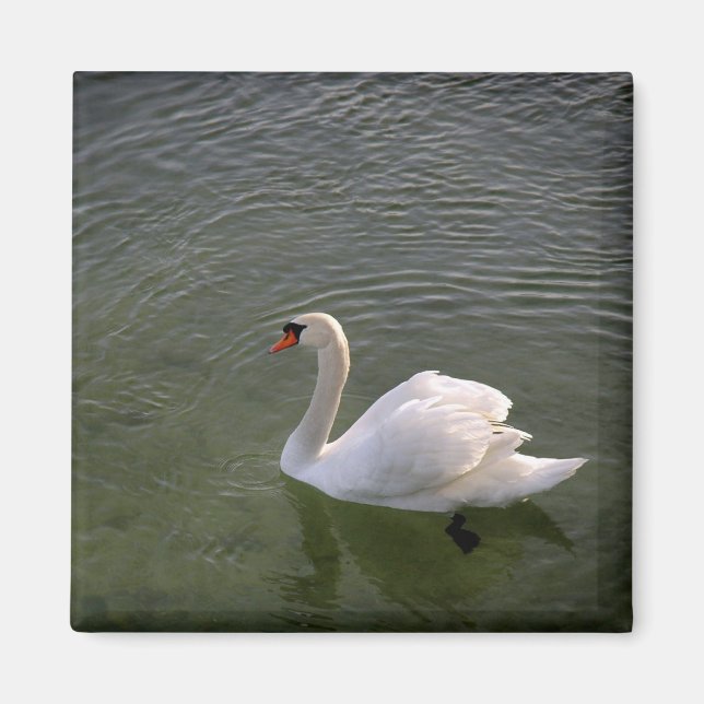 Aimant de cygne (Devant)